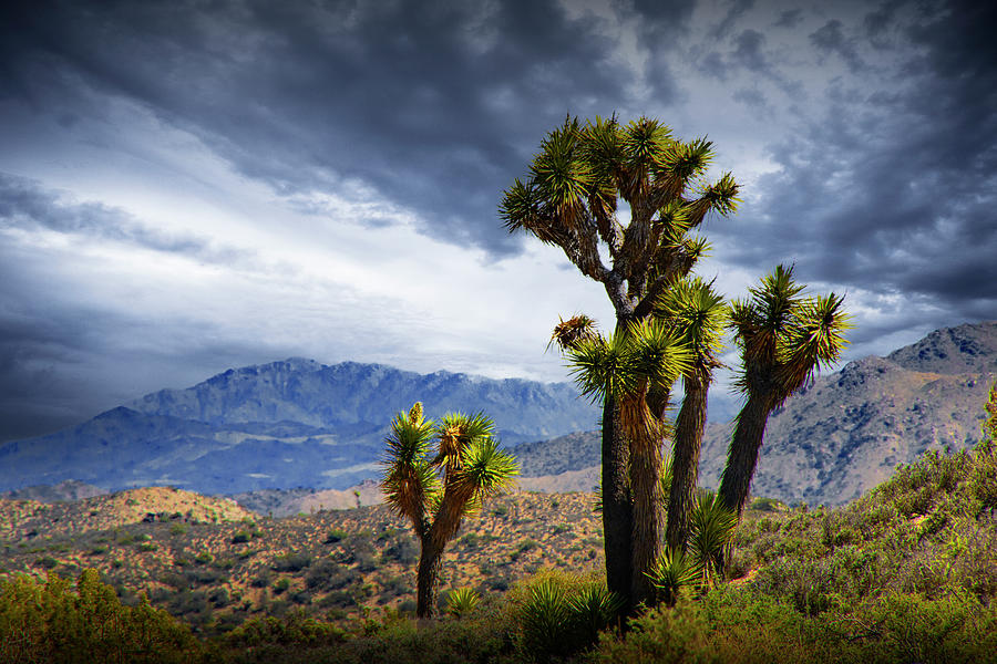 Joshua Trees in Joshua Tree National Park in California with Mou Photograph by Randall Nyhof