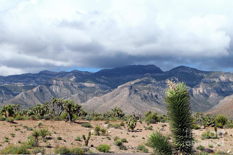 Joshua Trees in Nevada Photograph by Christiane Schulze Art And Photography