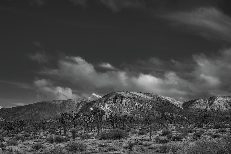 Joshua Trees Ryan Mountain With A Dusting Of Snow Photograph by TM Schultze