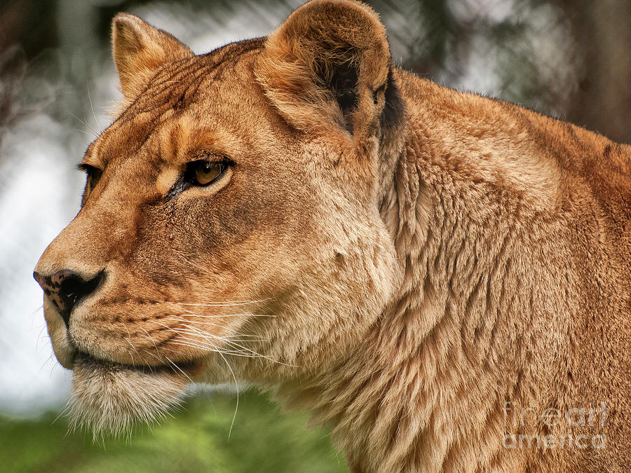 Lioness Photograph - Josie the Lioness by Jay Lethbridge
