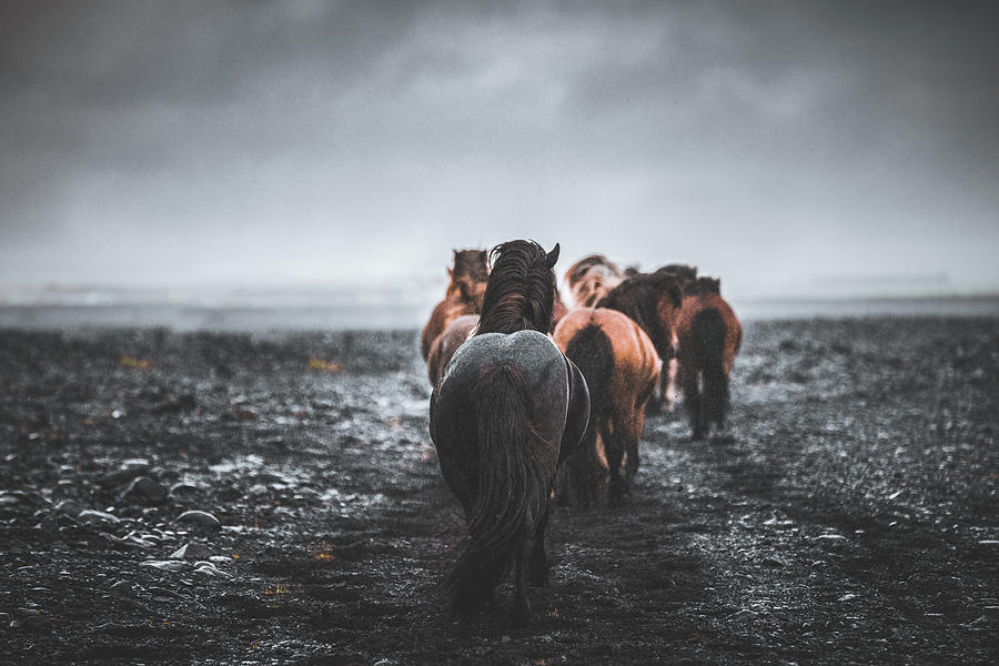 Journey Home - Horse Art Photograph by Lisa Saint