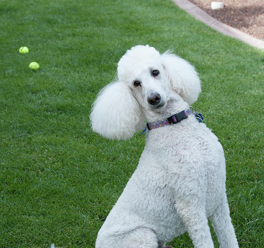 Journey Standard Poodle Photograph by Christy Garavetto