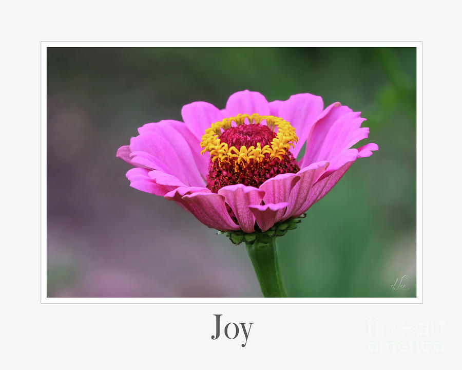 Flowers Still Life Photograph - Joy by D Lee