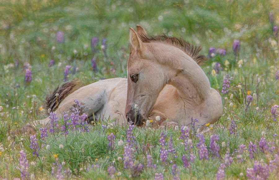 Joy in the Meadow Photograph by Marcy Wielfaert