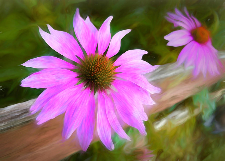 Joy of the Cone Flower Photograph by Jack Wilson