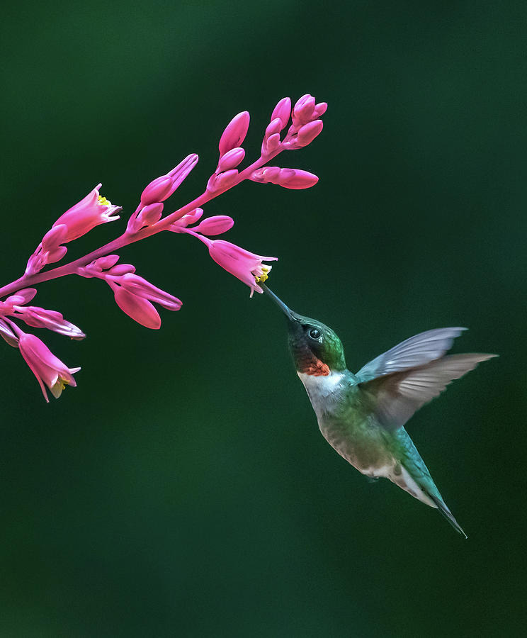 Joy Photograph by Sherry Rosen - Fine Art America