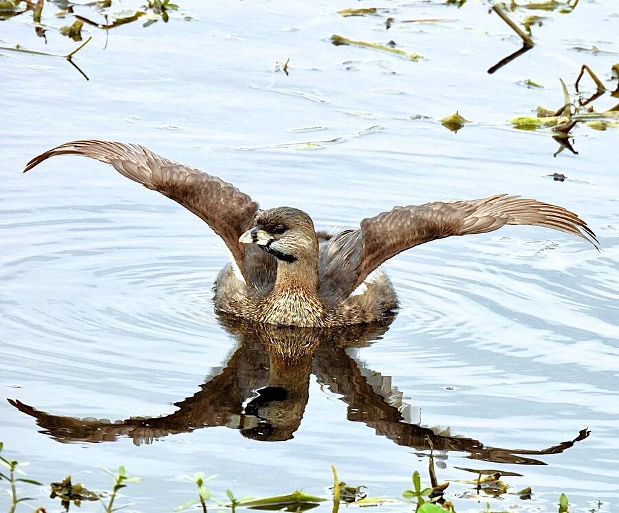 Duck Photograph - Joyful Grebe by Tory Wilcox