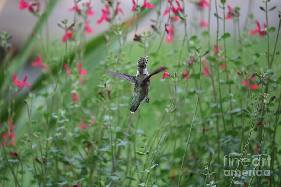 Joyful Hummingbird World Photograph by Carol Groenen