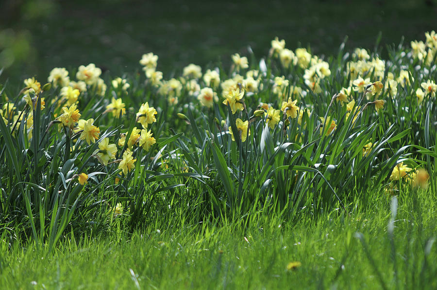 Joyful Spring Daffodils Photograph by Jenny Rainbow