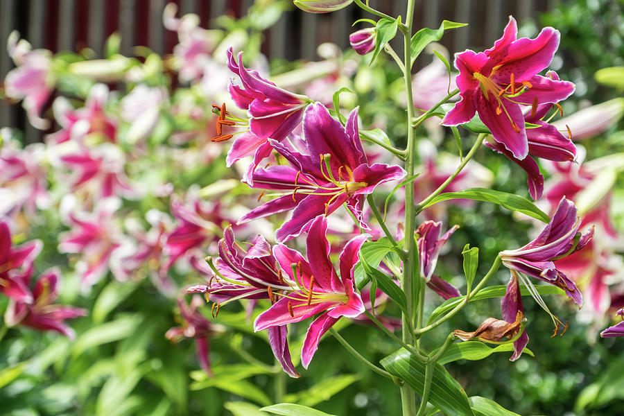 Joyful Superbloom - Riotous Fragrant Garden Of Stargazer Lilies Photograph