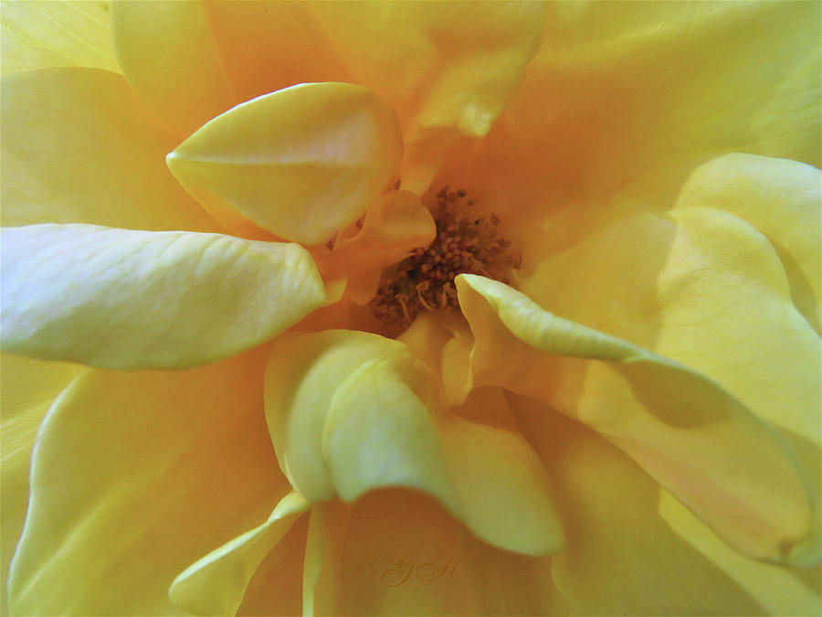 A Joyful Heart Rose - Floral Photography - Yellow Rose Macro From My Garden Photograph by Brooks Garten Hauschild
