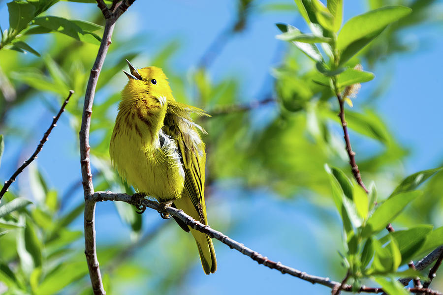 Joyful Yellow Warbler  Photograph by Julieta Belmont
