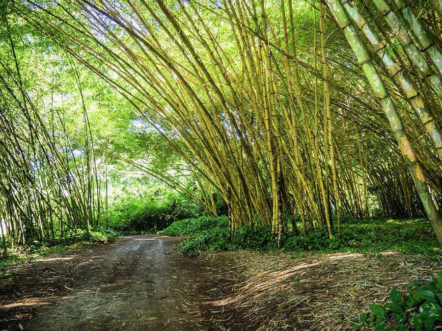 Bamboo Walkway in Kauai-866 Photograph by James C Richardson