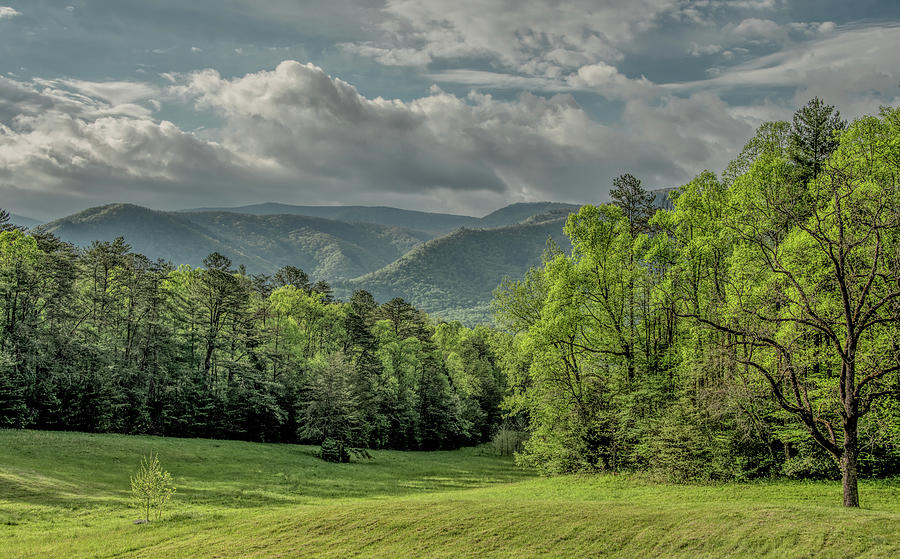 Jubilance of Spring, Great Smoky Mountains National Park Photograph by Marcy Wielfaert
