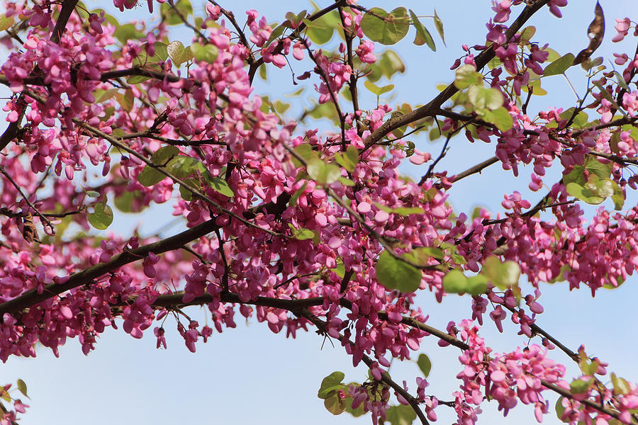 Judas tree with pink flowers Photograph by Fabiano Di Paolo