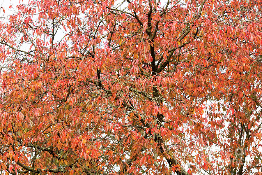 Judds Cherry Tree Autumn Foliage Photograph by Tim Gainey