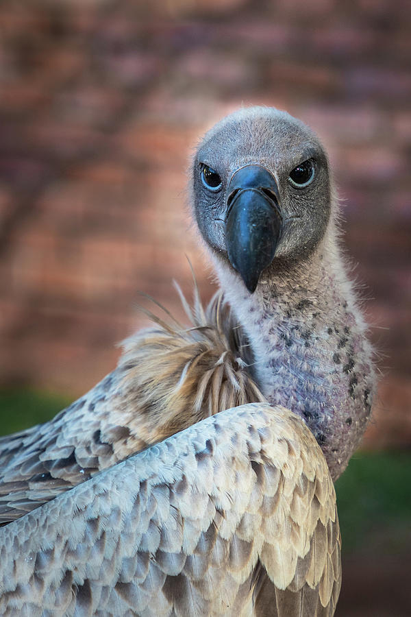 Judge the Vulture Photograph by Elvira Peretsman