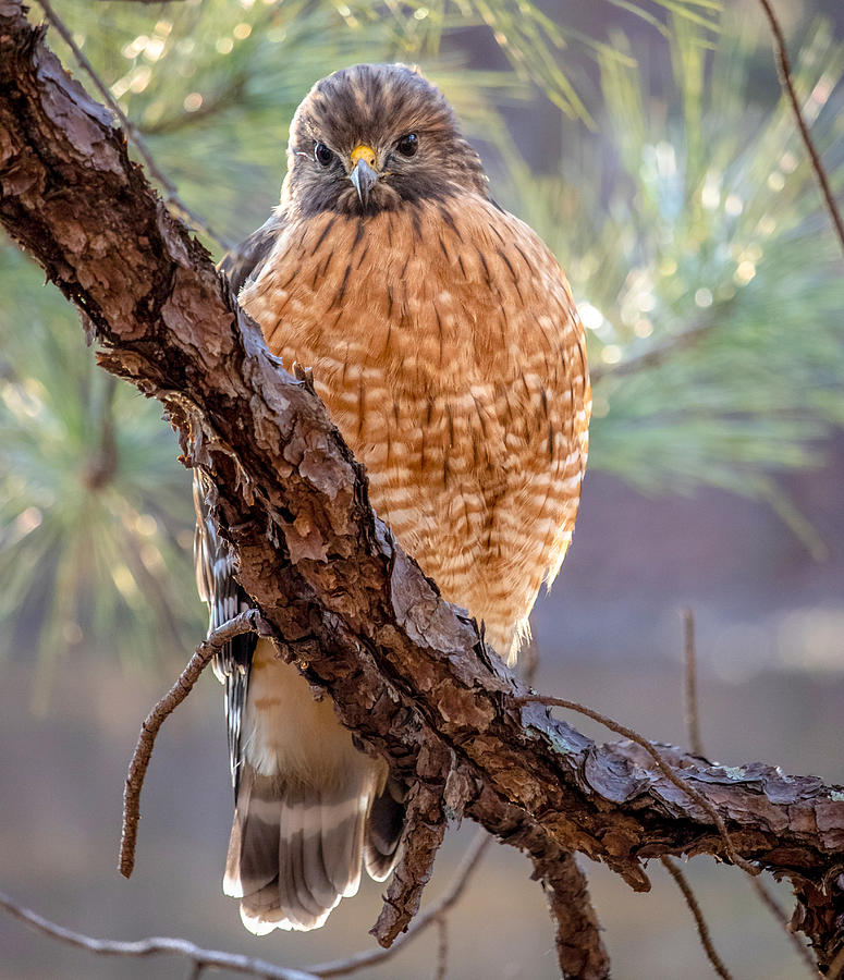 Judging Hawk Photograph by Rick Nelson