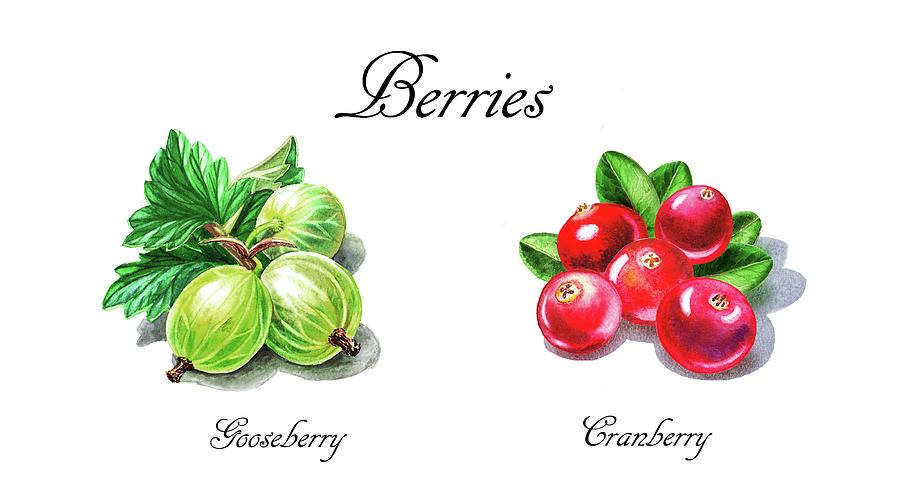 Juicy Berries Cranberries And Gooseberries Watercolor Art  Painting by Irina Sztukowski