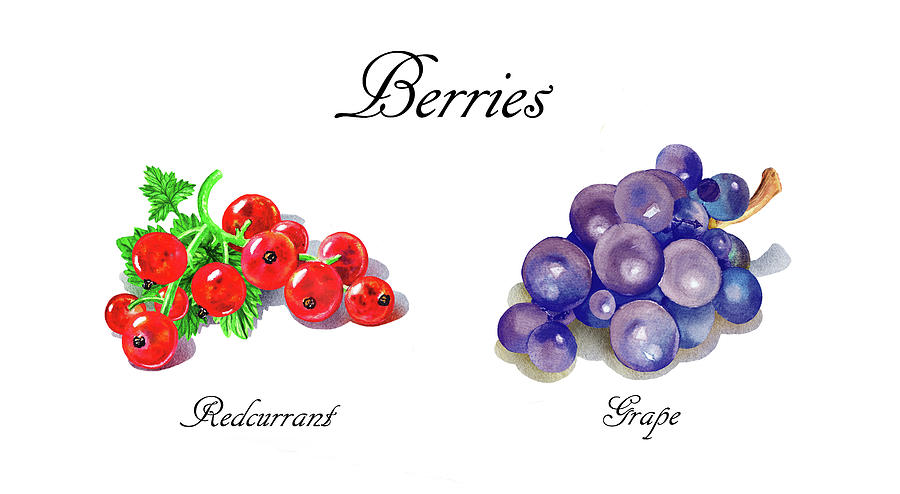 Juicy Berries Redcurrant And Grape Watercolor Art I Painting by Irina Sztukowski
