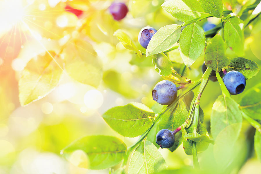 Juicy blueberries with green leaves Photograph by Baks