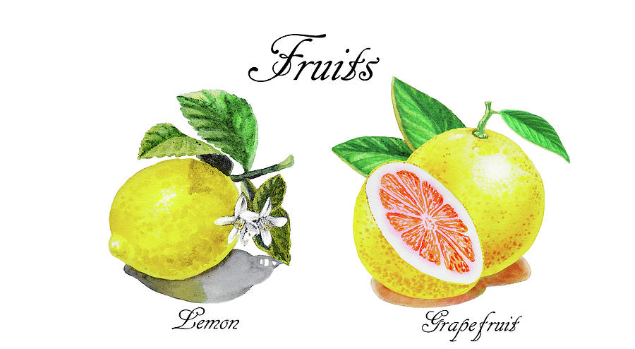 Juicy Fruits Grapefruit And Lemon Watercolor Art  Painting by Irina Sztukowski