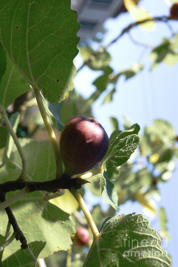 Juicy Summer Figs Photograph by Margie Avellino