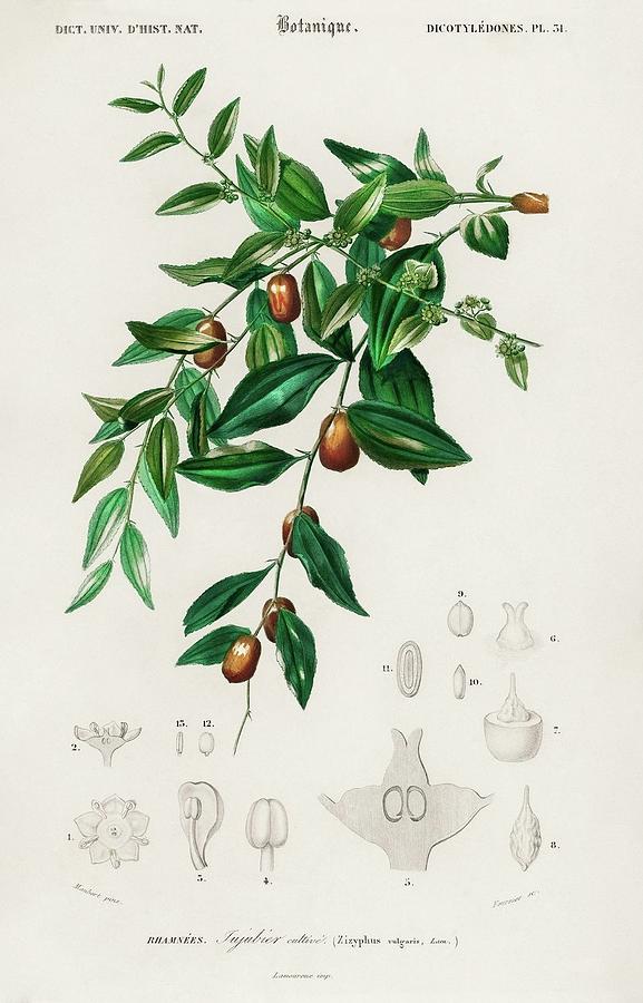 Animal Painting - Jujube red date Ziziphus vulgaris illustrated by Charles Dessalines D Orbigny 1806 1876 by Dictionnaire Universel Dhistoire Naturelle