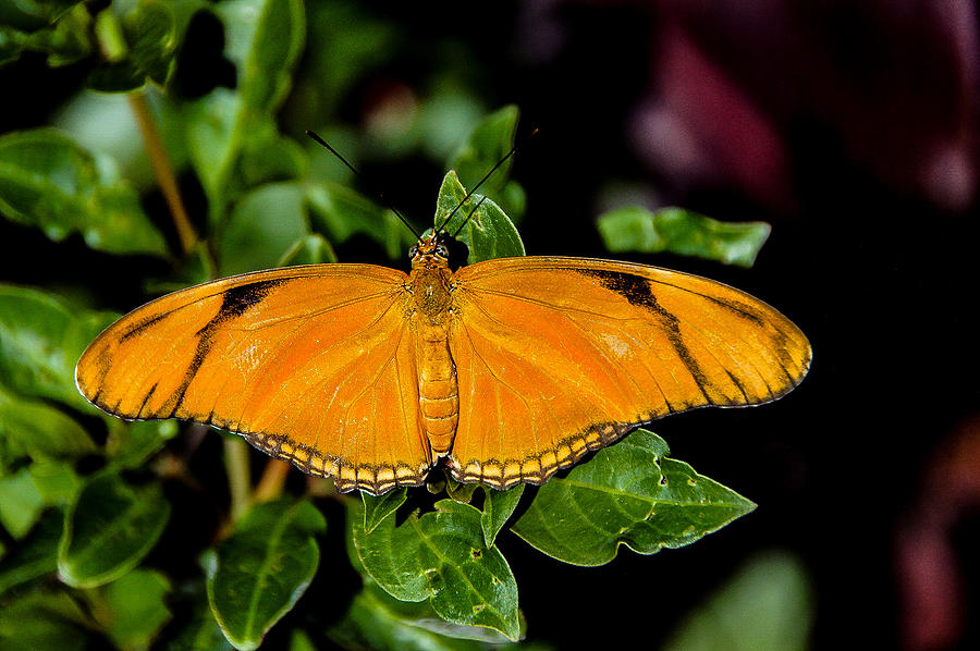 Julia Butterfly Photograph by Josina Hooks - Fine Art America