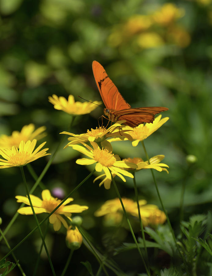 Julia butterfly on yellow flower Photograph by Zina Stromberg