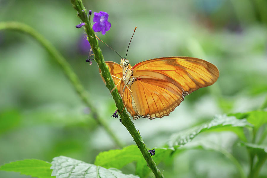 Julia Butterfly Photograph by SAURAVphoto Online Store