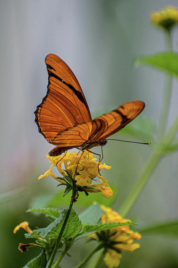 Julia Butterfly Photograph by Thierry Lach Julia Butterfly Photograph by Thierry Lach