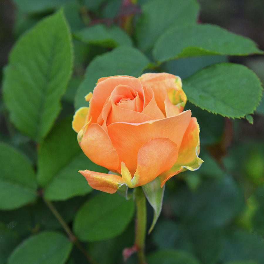 Julia Child Rose Photograph by Robert Tubesing - Fine Art America