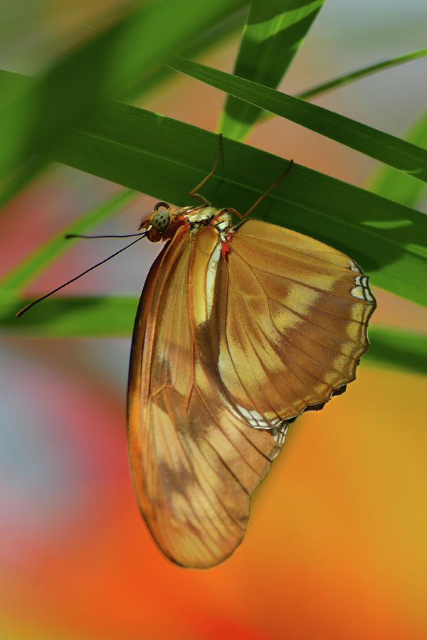 Julia Longwing Butterfly Hanging Upsidedown Photograph by Dean Hueber Pixels