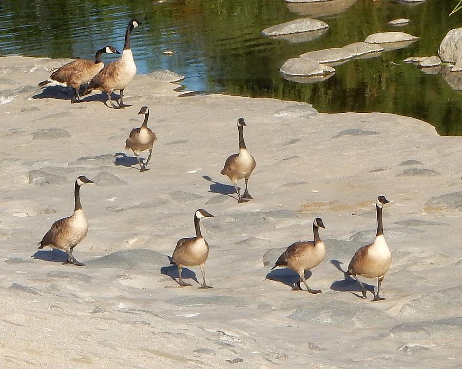 July Gaggle of Geese Photograph by Andrew Lawrence