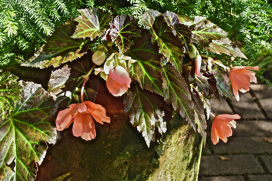 July Garden Visit Orange Begonia Photograph by Janis Senungetuk