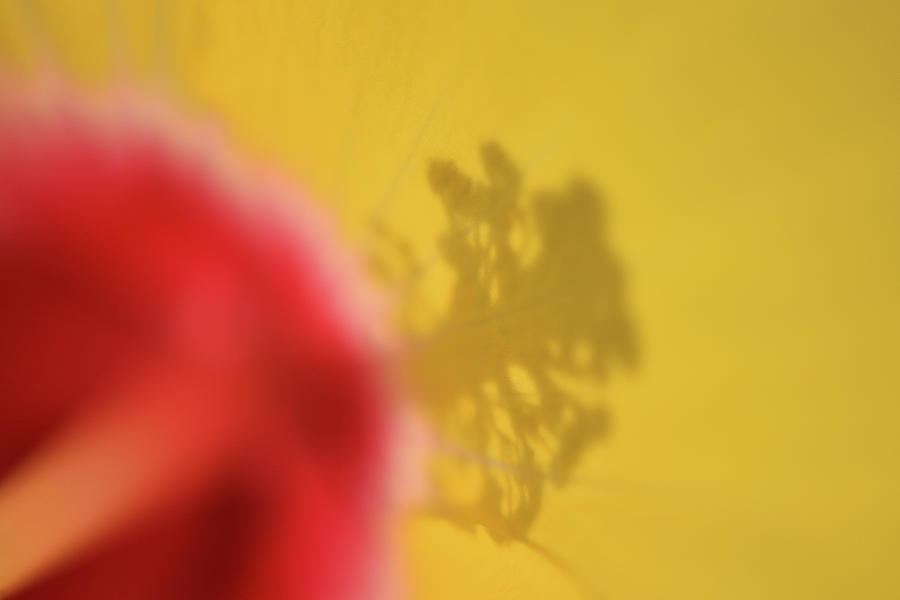 July, Yellow by Amanda Rimmer July, Yellow by Amanda Rimmer