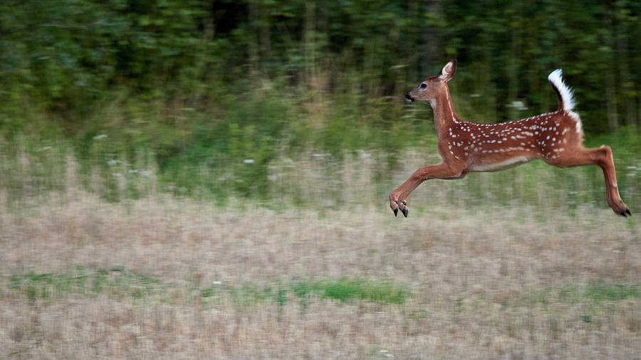 Jump and fly. White-tailed deer Photograph by Jouko Lehto