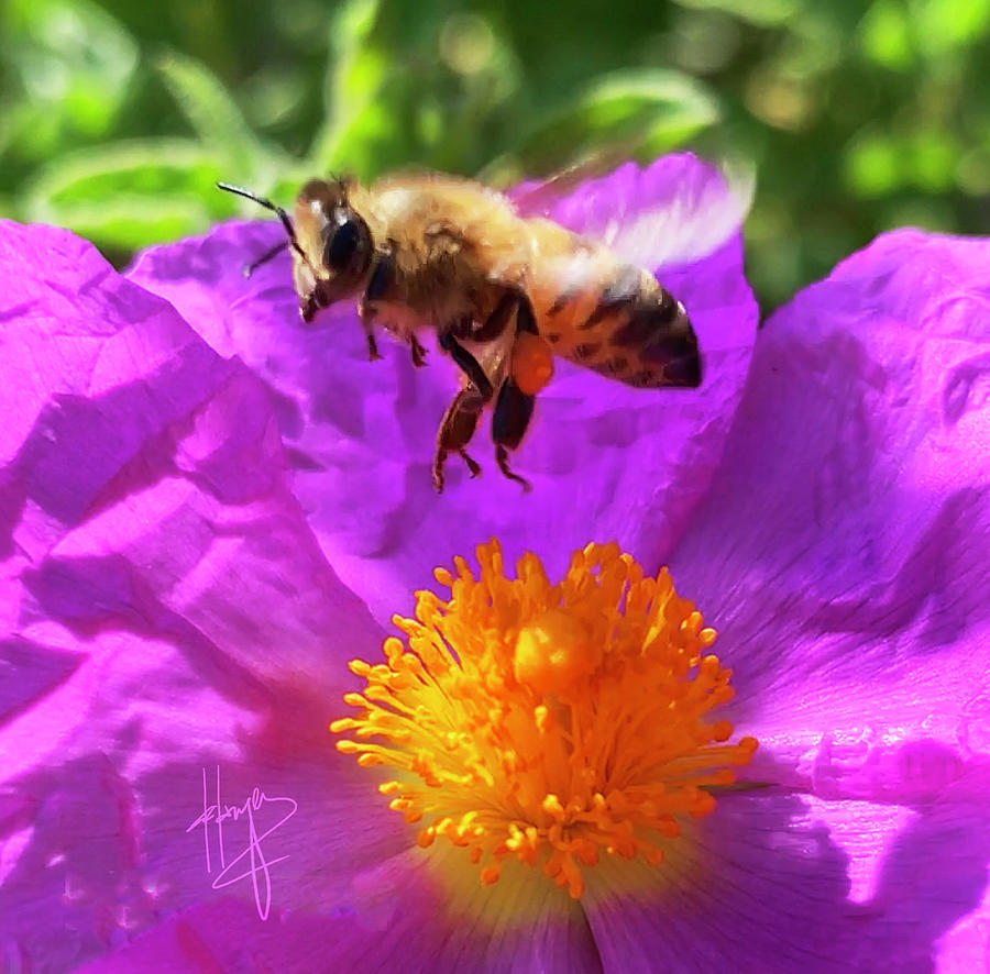 Jump Beautful Bee, Into The Pollen Photograph by DC Langer