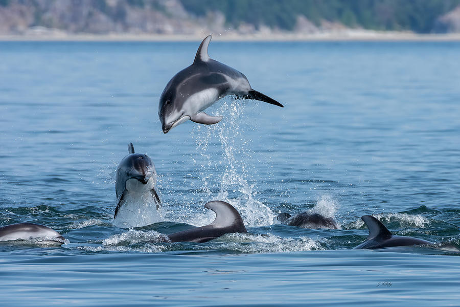 Jump For Joy - Dolphin Art Photograph by Jordan Blackstone