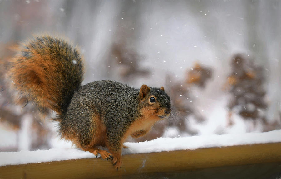 Squirrel Photograph - Jump by Mary Lynn Giacomini