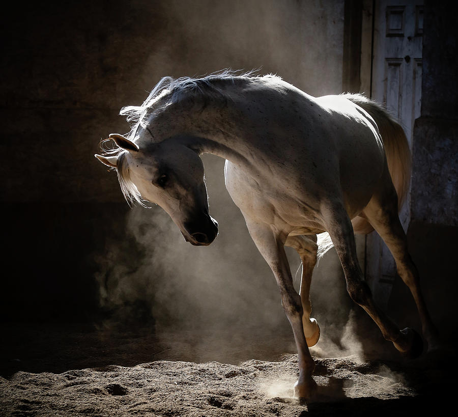 Jump Start Horse Style Photograph by Athena Mckinzie