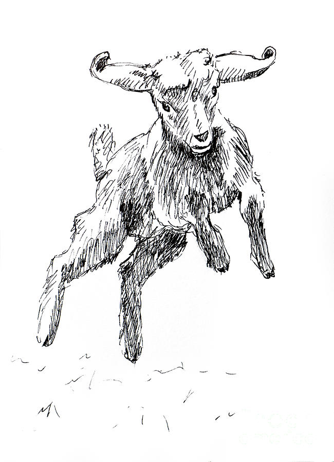 Jumping Baby Goat pen and ink drawing Drawing by Adam Long