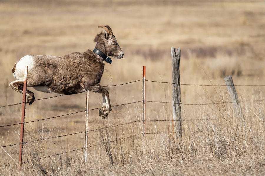 Jumping Bighorn Sheep Photograph