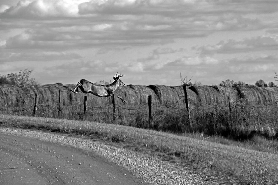 Jumping Buck in Black and White Photograph by Angela Murdock