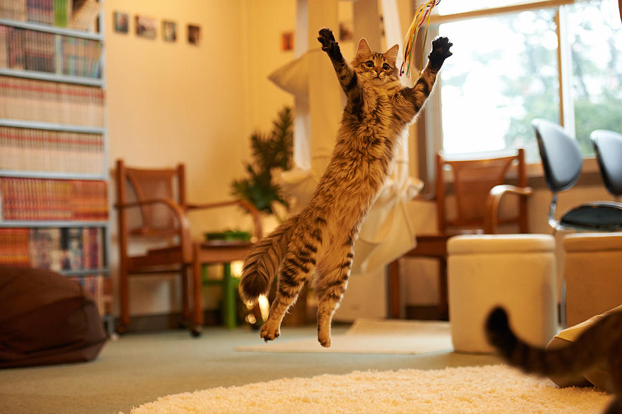 Jumping cat at Cat Cafe Photograph by Akimasa Harada