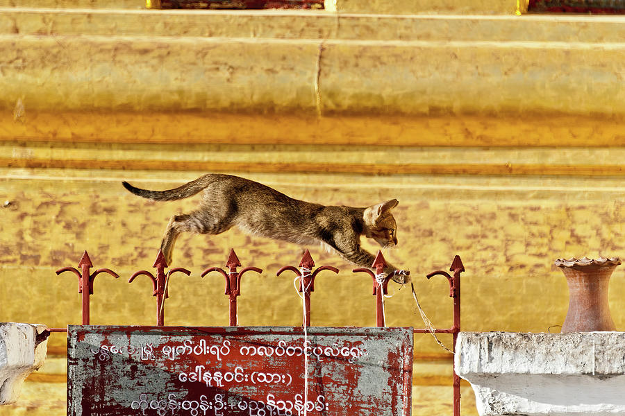 Jumping Cat on a temple, Bagan. Myanmar Photograph by Lie Yim