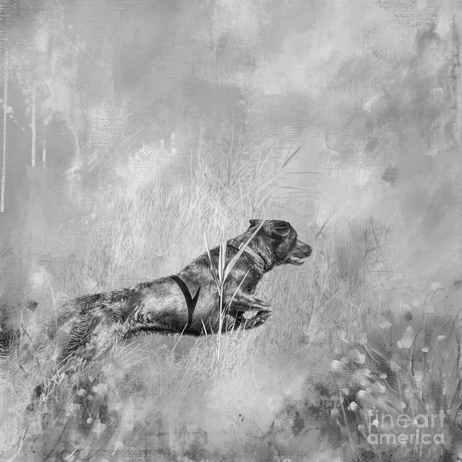 Jumping Chocolate Lab BW Photograph by Elisabeth Lucas Fine Art America