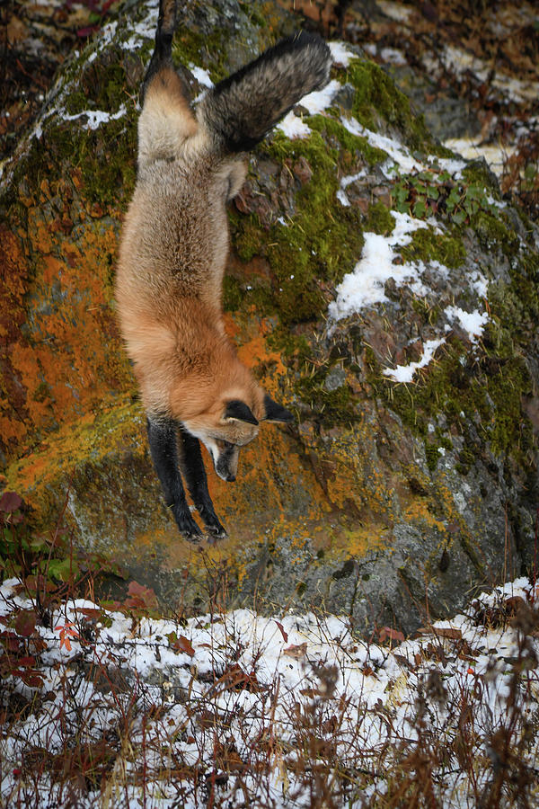 Jumping Down Fox Photograph by Michelle Wittensoldner