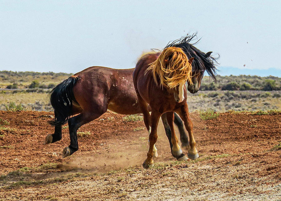 Jumping Jehoshaphat Photograph by Julie A Murray - Fine Art America